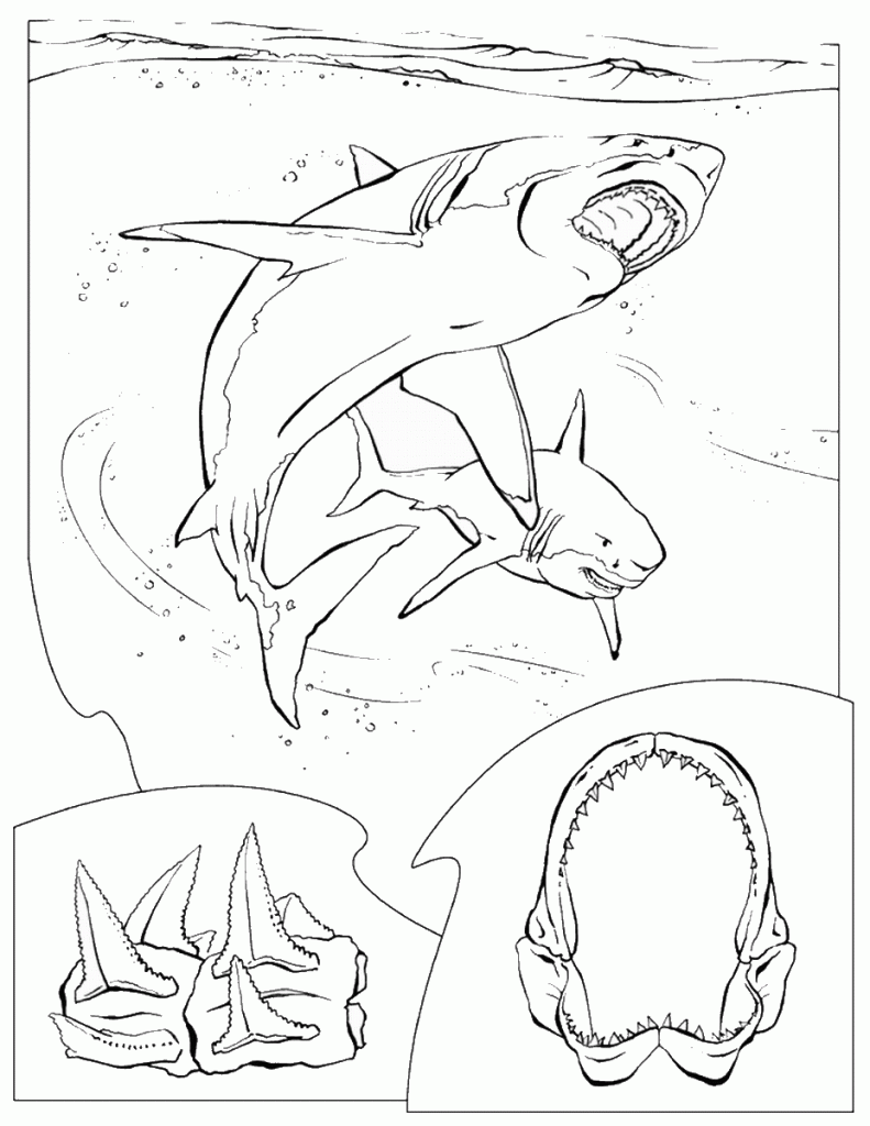 דף צביעה כריש 14