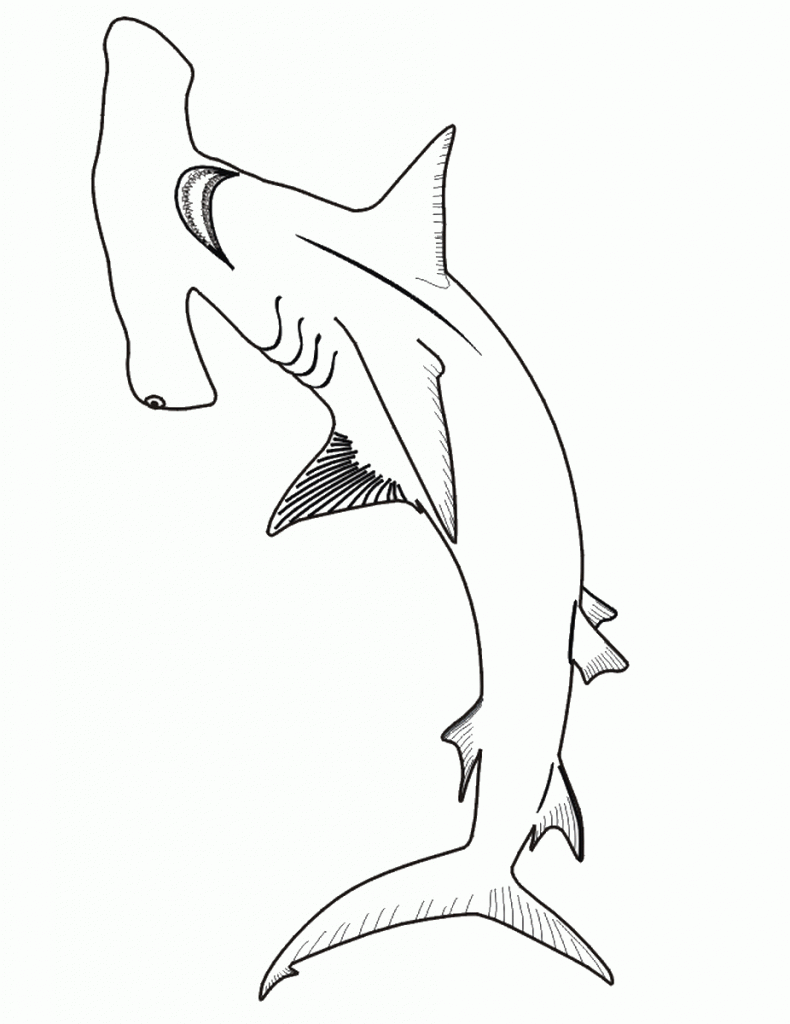 דף צביעה כריש 7