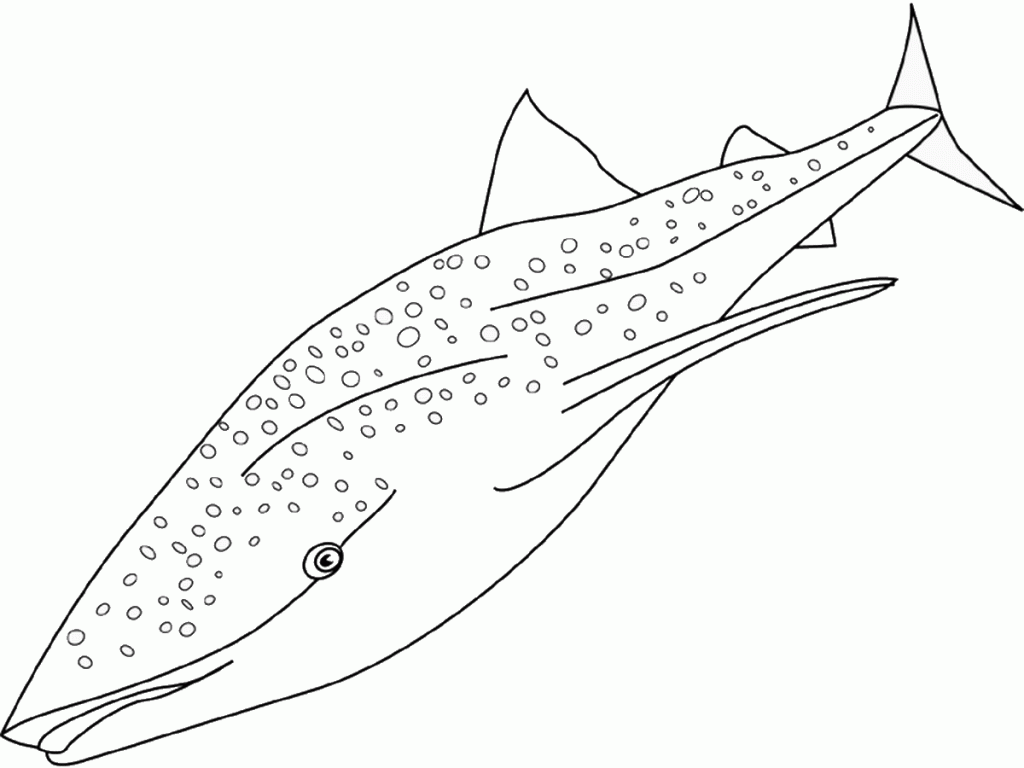 דף צביעה כריש 15