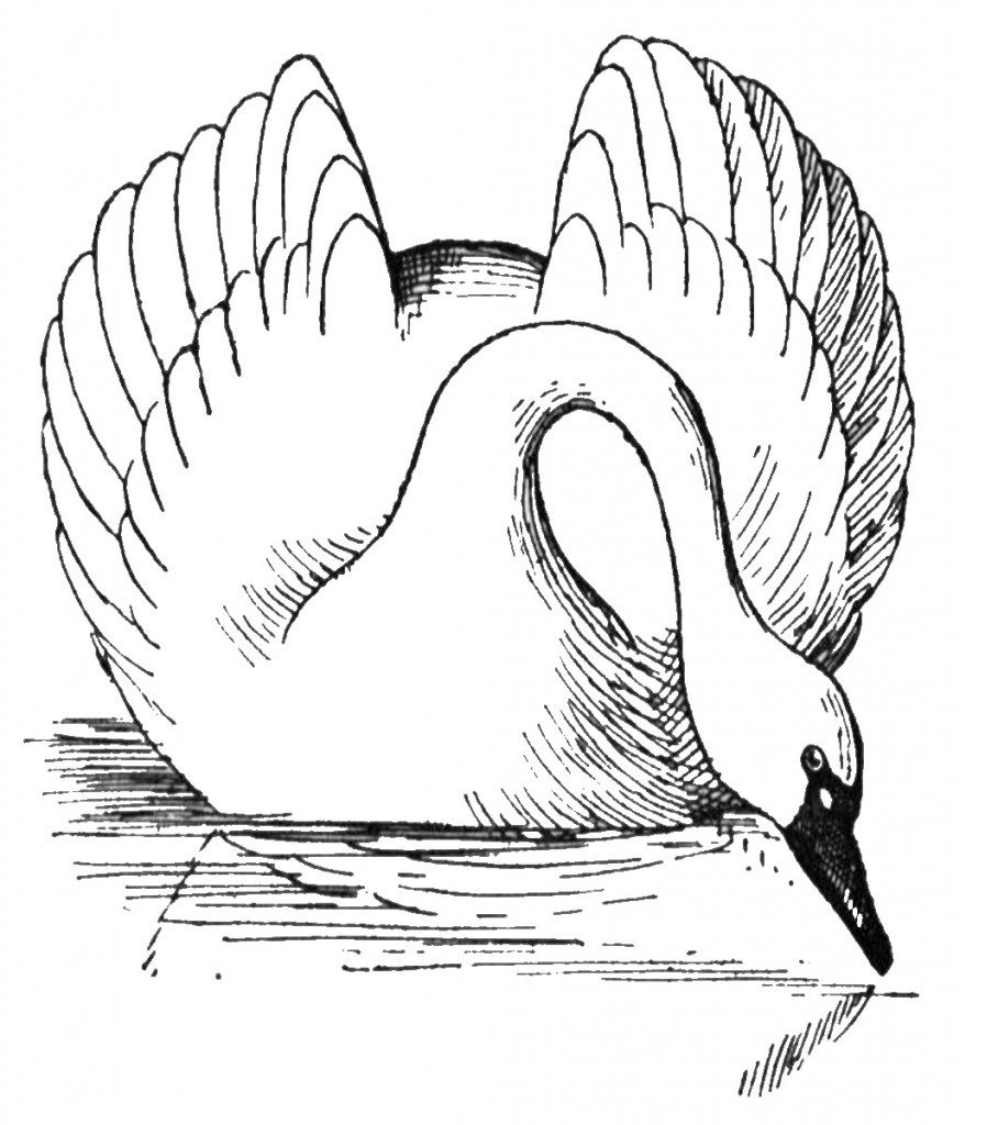 swan-coloring-3