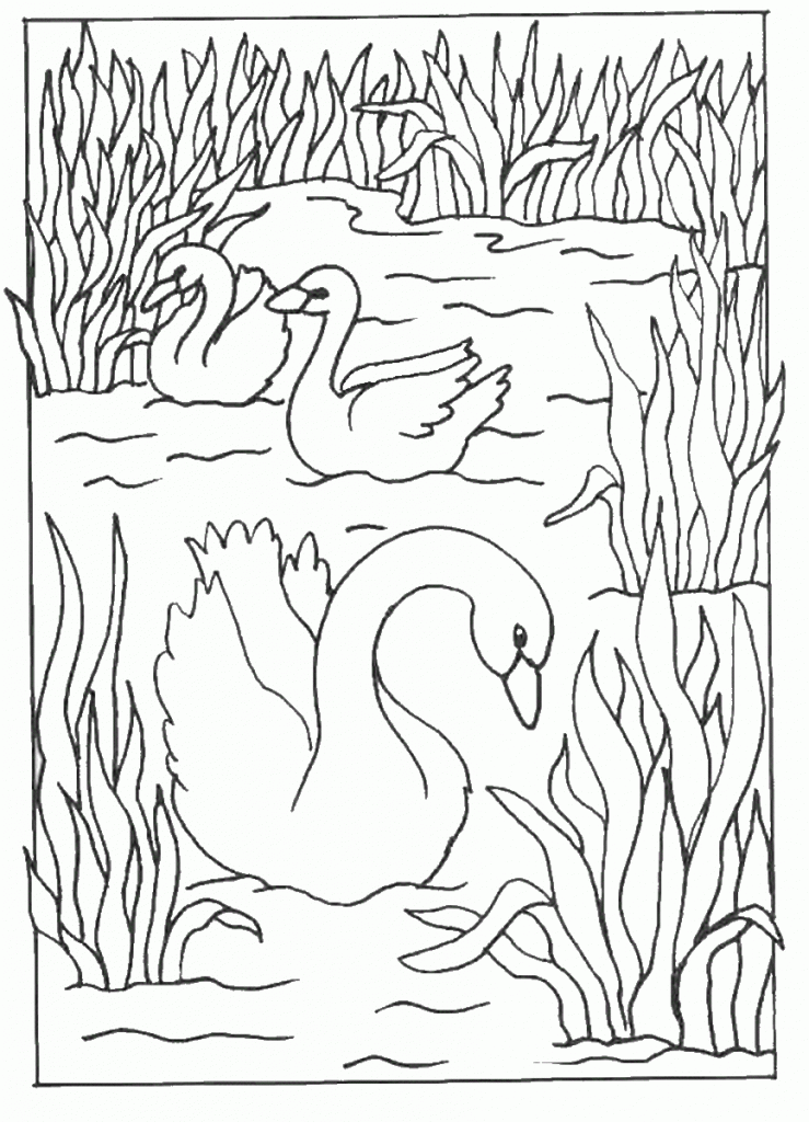 swan-coloring-4