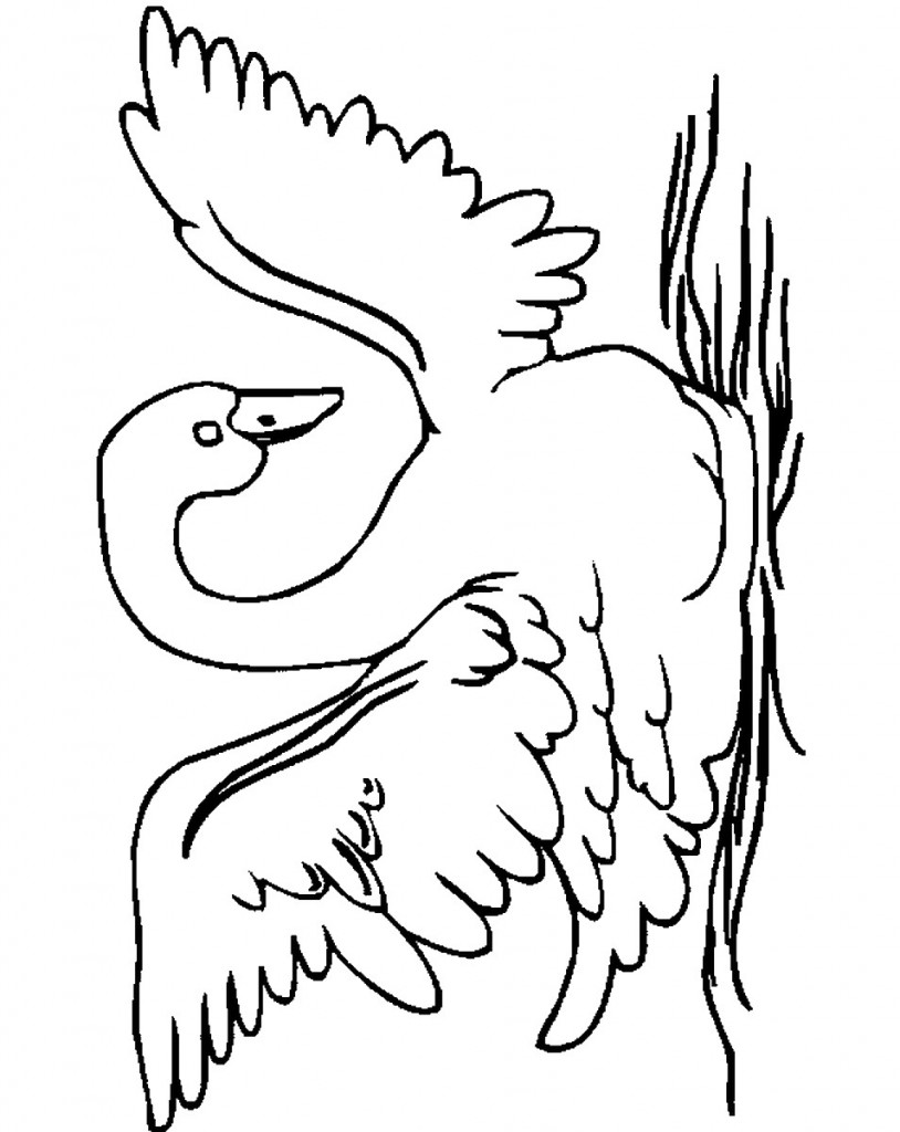 swan-coloring-9