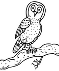 owl_cb_1