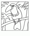 parrot_cb_1