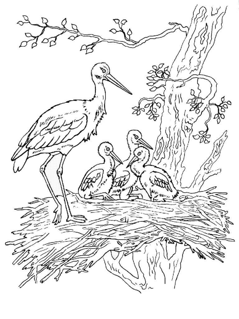 storks-coloring-2